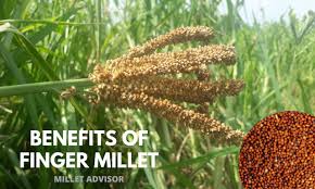 health benefits of finger millet