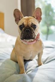 This type of reinforcement can also be used in potty training the new blue french bulldog puppy. Just 43 Pictures Of Sweet And Fluffy Small Dog Breeds You Ll Want To Snuggle Right Away Quiet Dog Breeds Dog Breeds List Best Small Dog Breeds