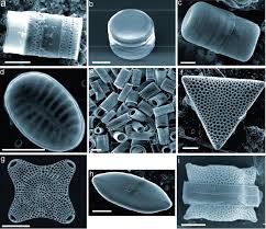 fossilized diatom biosilica structures