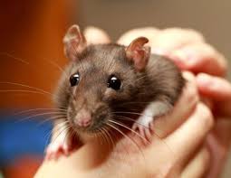 How To Stop Pet Rats From Smelling