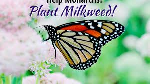 help monarch erflies by planting