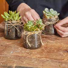 Succulents In Recycled Glass Jars