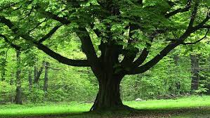 Image result for image of tree