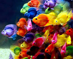 100 free cool fish hd wallpapers