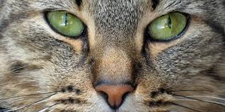 Pale and very cold nose of a cat can indicate systemic diseases, colds, shock. What Does It Mean When Your Cat S Nose Changes Color