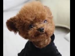 micro teacup chocolate poodle in