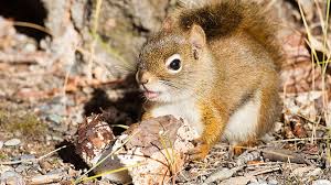 All mushrooms that are safe for humans to eat are also safe for pigs. Can Squirrels Eat Mushrooms Why They Love Fungi Squirrel Enthusiast