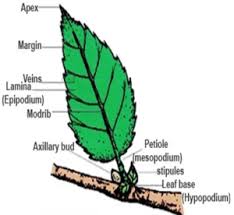 leaf its characteristics functions