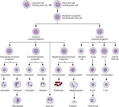 Leukocyte Development Kinetics And Functions Oncohema Key