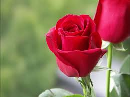 i love you rose wallpapers red rose