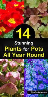 14 Stunning Plants For Pots All Year Round