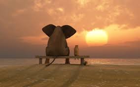 funny friends beach elephant dog sunset