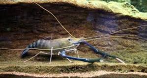 What are giant prawns called?
