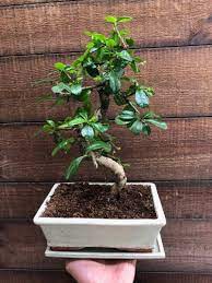 the complete guide for indoor bonsai care