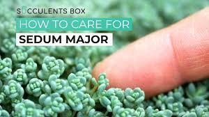 sedum major succulent care