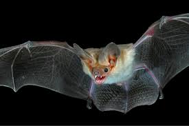 turning bat caves into sanctuaries