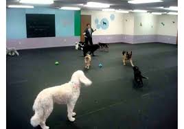 rubber flooring for doggy daycare