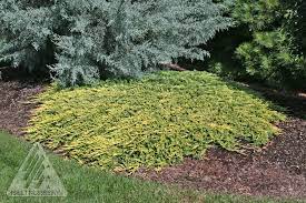 golden carpet juniper jardin scullion