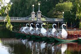 boston swan boats a summer treat bu