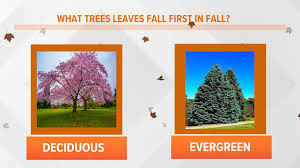 leaves are the first to drop in fall