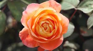 13 beautiful orange rose varieties for