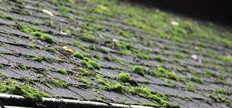 moss and algae on your roof what