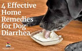 home remes for dog diarrhea