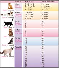 3 Reasons Every Cat Needs Routine Veterinary Care