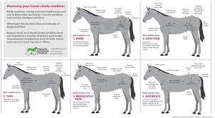 13 Exhaustive Healthy Horse Weight Chart