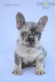 Find a lilac french bulldog on gumtree, the #1 site for dogs & puppies for sale classifieds ads in the uk. Sammy Gorgeous Lilac Tan Merle French Bulldog Puppy For Sale In Fresno Oh Lancaster Pupp French Bulldog Puppies Merle French Bulldog Bulldog Puppies
