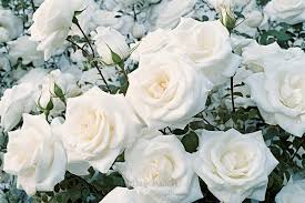 White Roses In The Garden Background