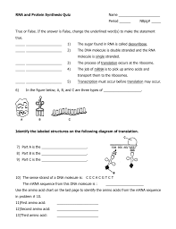 Rna And Protein Synthesis Quiz