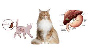 liver disease in cats symptoms