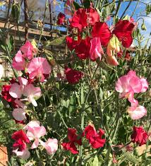 When Do You Sow Sweet Peas Plant Them