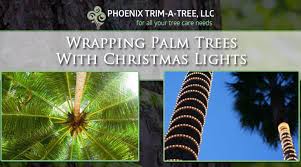 lighting palm trees for christmas 2022