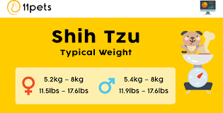 Typical Weight For Shih Tzu Dogs 11pets Pet Care App