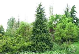 Green Giant Arborvitae Spacing Thuja Hedge Emerald How To
