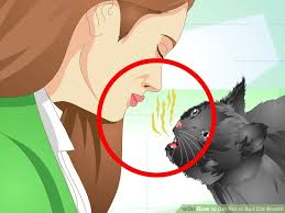 halitosis in cats cat tales