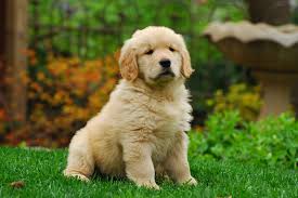 Resultado de imagen de golden retriever