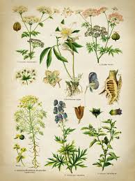 Botanical Print Set Of 2 Poisonous And Medicinal Plants Chart Botanical Poster Botanical Chart Hemlock Belladonna Jimson Stramonium