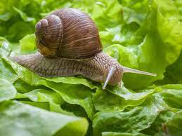 control snails naturally in the garden
