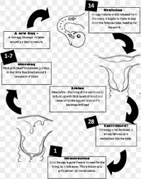 Flow Chart To Explain Menstrual Cycle Brainly In