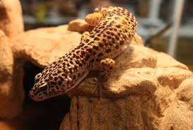 gecko de leopardo free stock photos