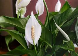 how to care for a peace lily a low