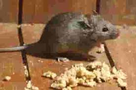 Orang yang bijaksana tetapi menyembunyikan pengetahuan dan kebolehannya. 14 Cara Mengusir Tikus Tanpa Racun Pakai Yang Ada Di Dapur