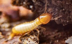 termite control treatment service in