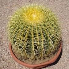 132 Types Of Cacti A To Z Photo Database