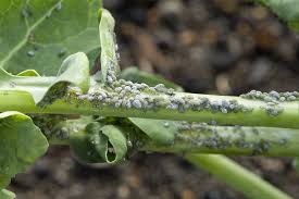 insect pests of vegetables
