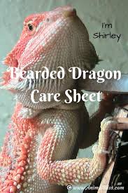 bearded dragon care sheet everything