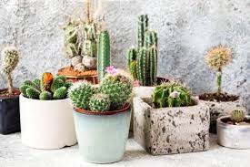 a cactus plant for home decoration